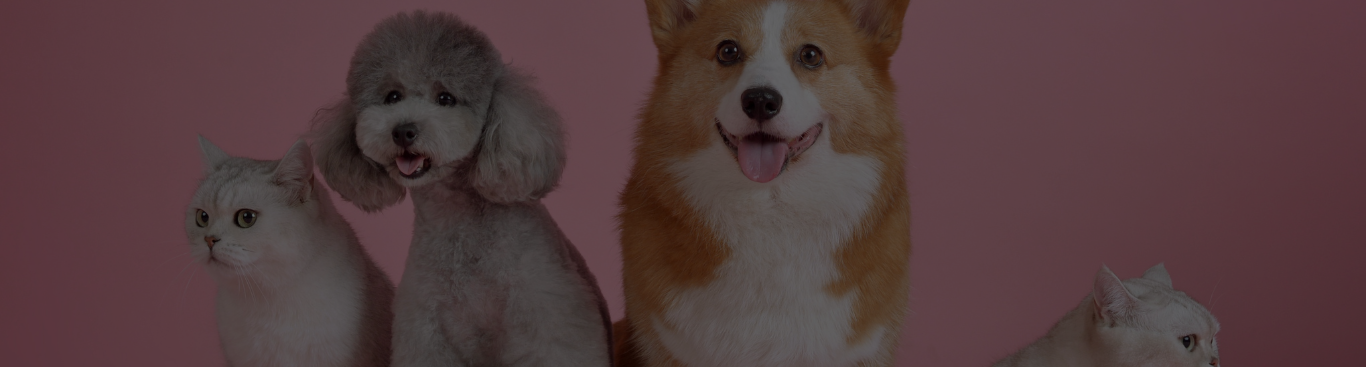 Pets: 2 Dogs and 2 Cats