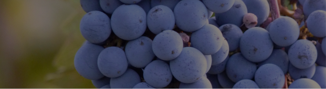 Red Wine Grapes
