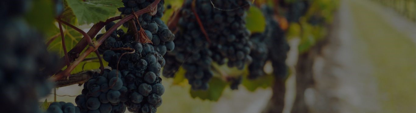 Grapes on a vine - New Zealand Vineyard