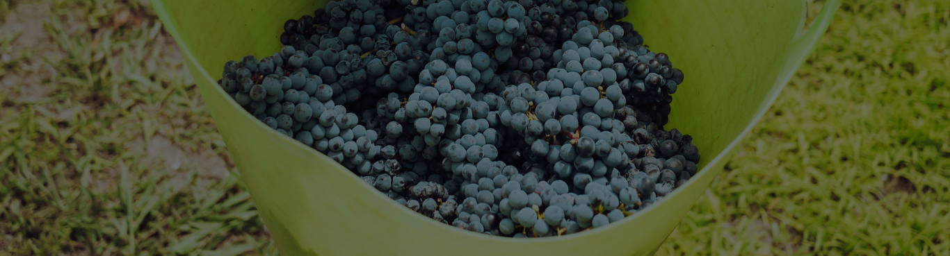 Small batch of wine grapes in a bucket